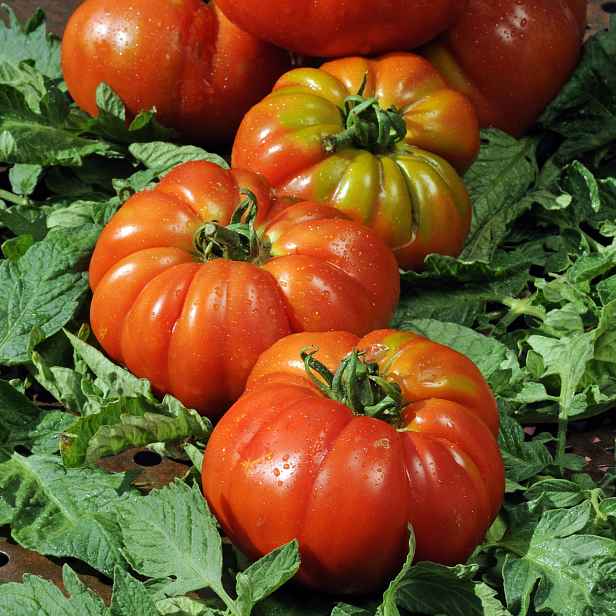 Culina Botanica Rajče Marmande