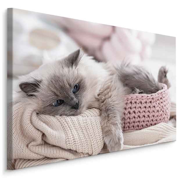 MyBestHome BOX Plátno Kočka S Pletenou Dekou Varianta: 90x60