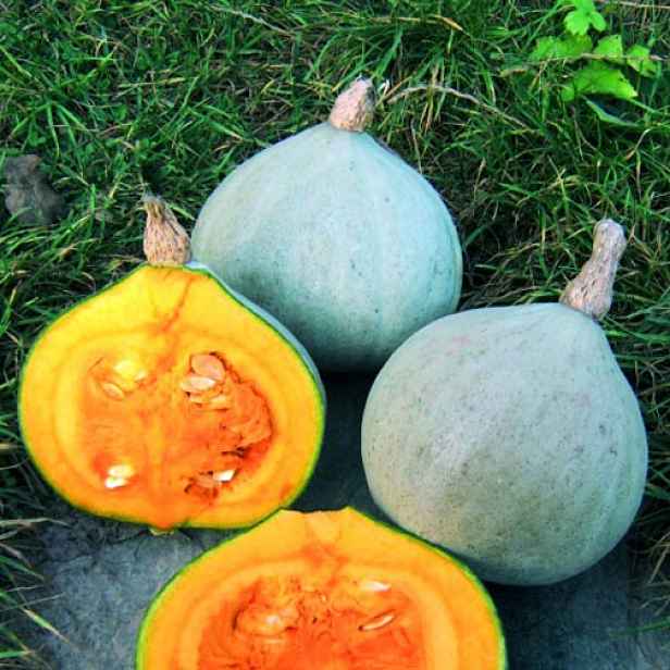 Culina Botanica Dýně Modrý balet BIO