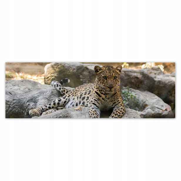 Plakáty 200x66 Leopard