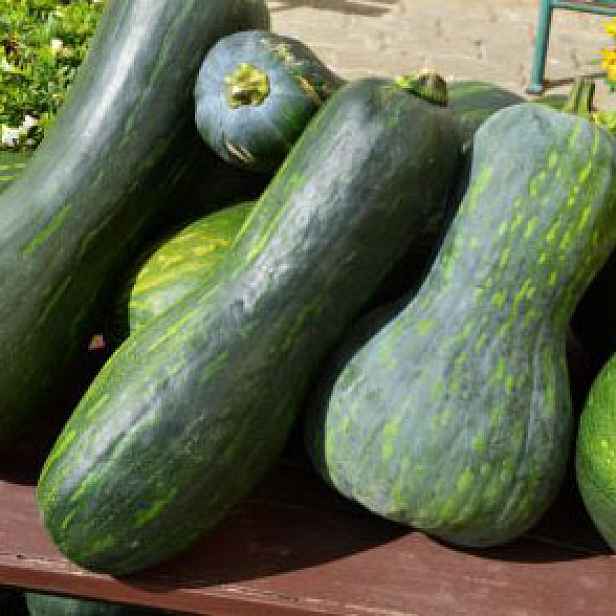 Culina Botanica Dýně Lunga di Napoli