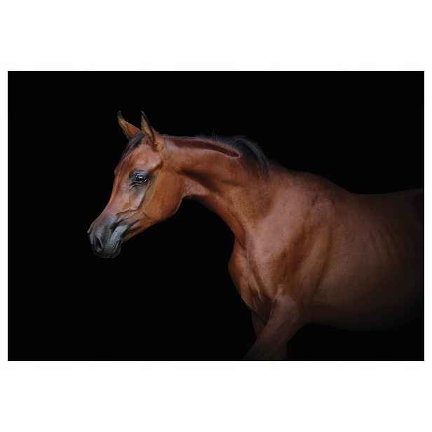 Vliesová fototapeta Arabský kůň na černém pozadí elegance 208x146 lepidlo