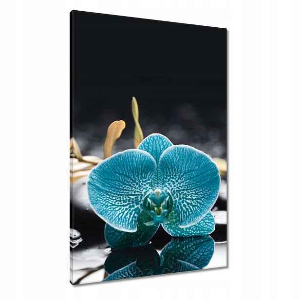 Obrazy 60x90 Tyrkysový orchidej Květina
