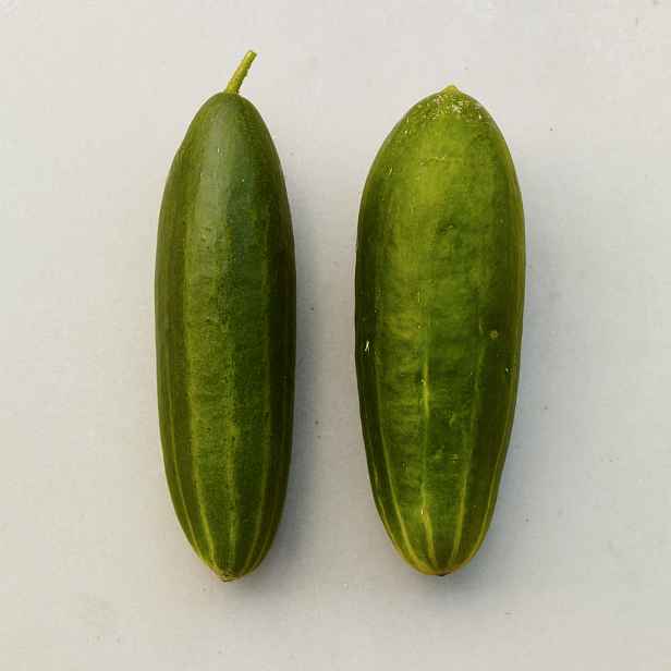 Culina Botanica Okurka Marketmore