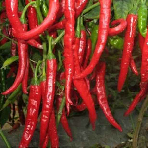 Culina Botanica Paprika Kajenská BIO