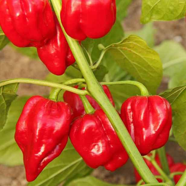 Culina Botanica Paprika Habanero červená BIO