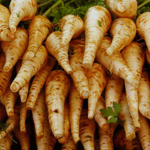 Culina Botanica Pastinák dlouhý bílý
