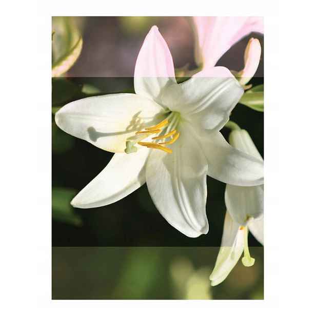 Vliesová fototapeta Bílá lilie Elegance květin 184x254 lepidlo