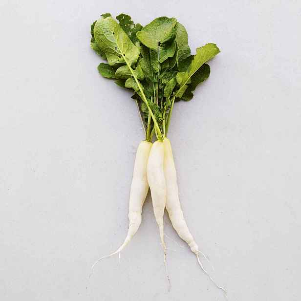 Culina Botanica Ředkvička Letní rampouch BIO