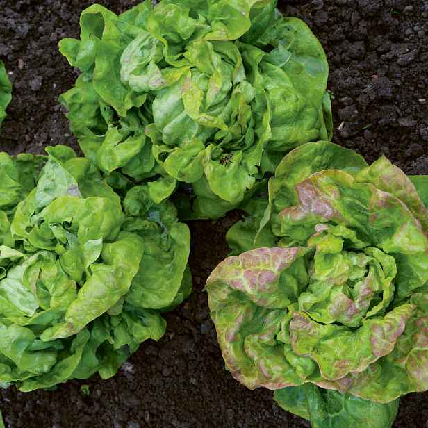 Culina Botanica Salát hlávkový Král máje BIO