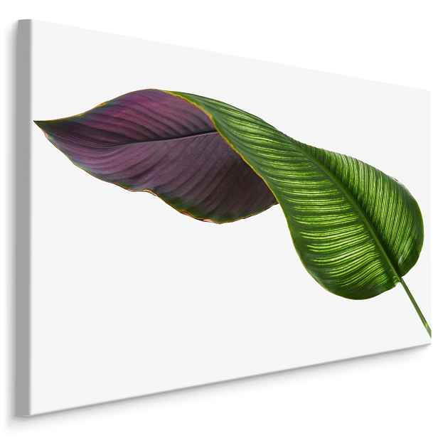 MyBestHome BOX Plátno Calathea List Na Bílém Pozadí Varianta: 70x50