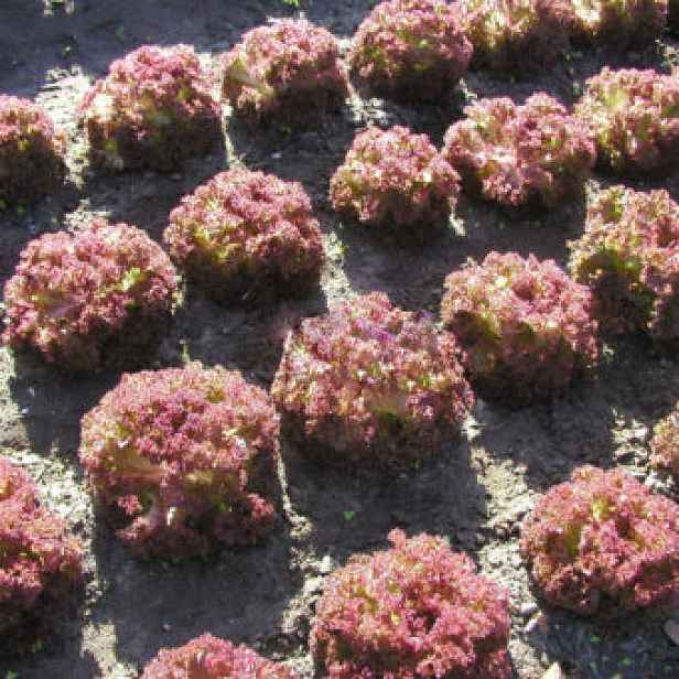 Culina Botanica Salát listový Karminova