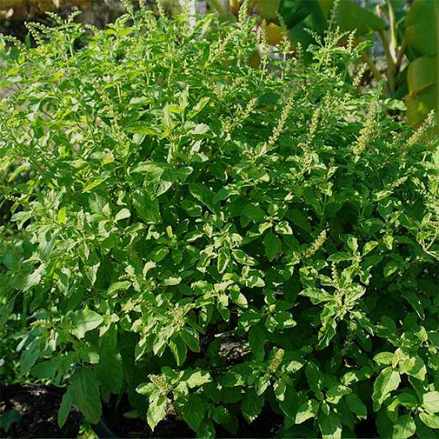 Culina Botanica Bazalka posvátná