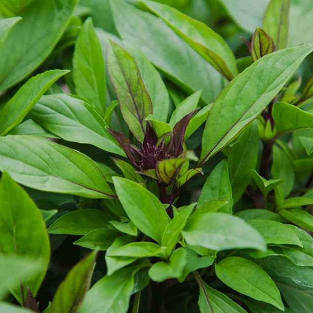 Culina Botanica Bazalka thajská