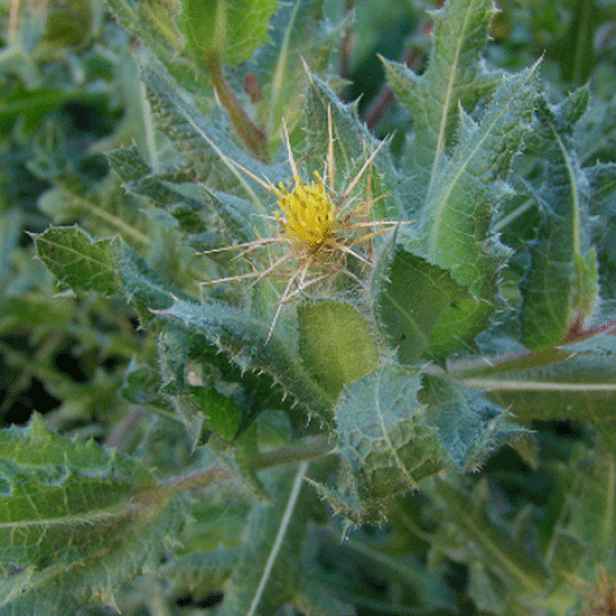 Culina Botanica Benedikt lékařský