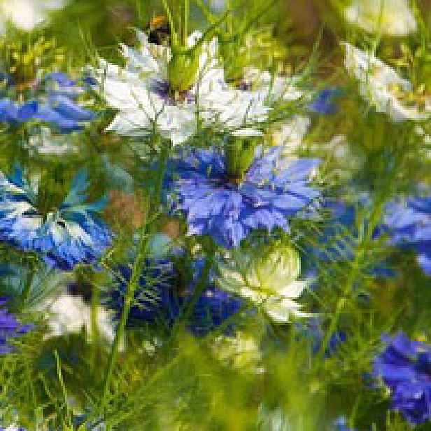 Culina Botanica Černucha setá