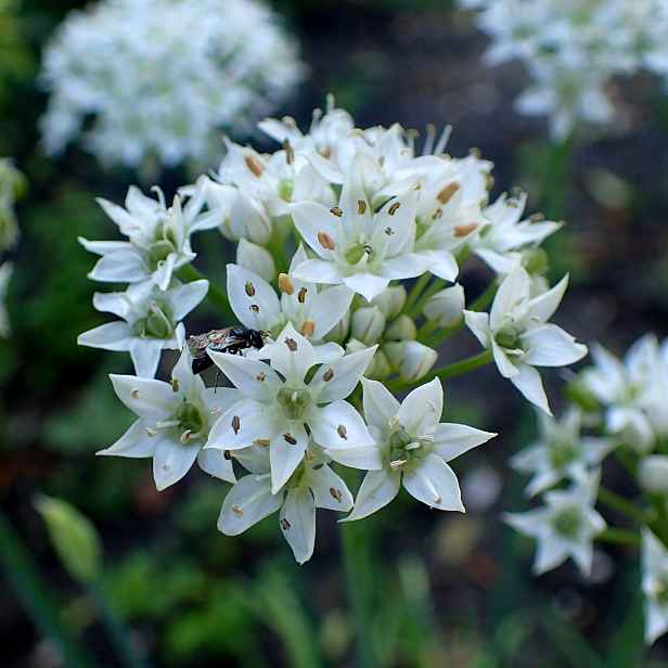 Culina Botanica Česnek vonný