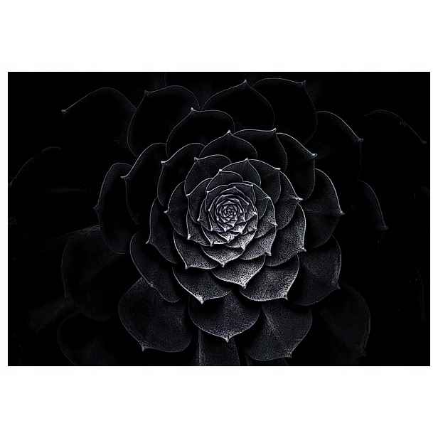 Vliesová fototapeta Sukulent na černém pozadí, geometrie 460x300 lepidlo
