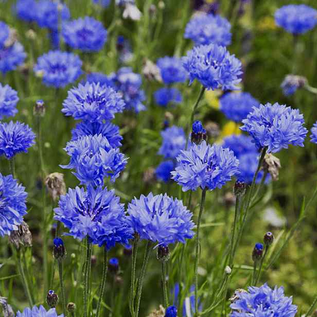 Culina Botanica Chrpa modrá