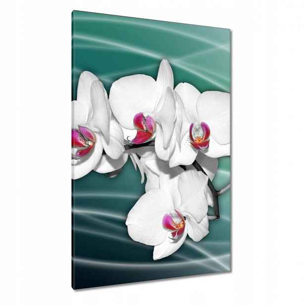 Obrazy 80x120 Orchideje květiny na zeleném pozadí