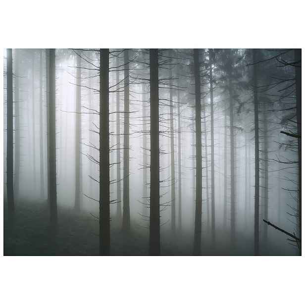 Fototapeta Mlhavý bílý šedý ranní les tajemná příroda 208x146 lepidlo