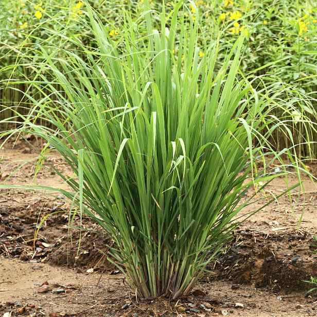 Culina Botanica Citronová tráva