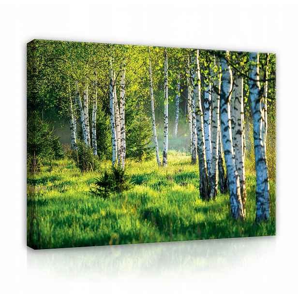 Obraz na zeď Plátno Les Příroda Pohled 80x60