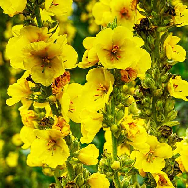 Culina Botanica Divizna velkokvětá