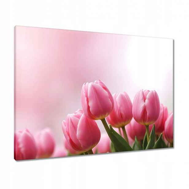 Obrazy 80x60 Růžové tulipány