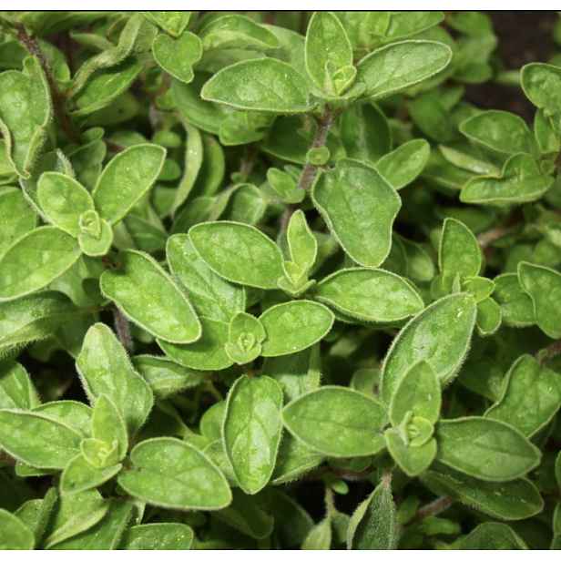 Culina Botanica Dobromysl obecná