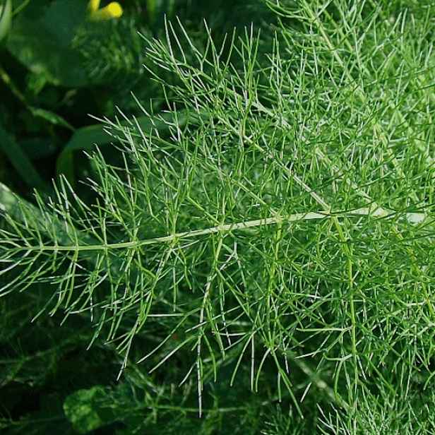 Culina Botanica Fenykl obecný