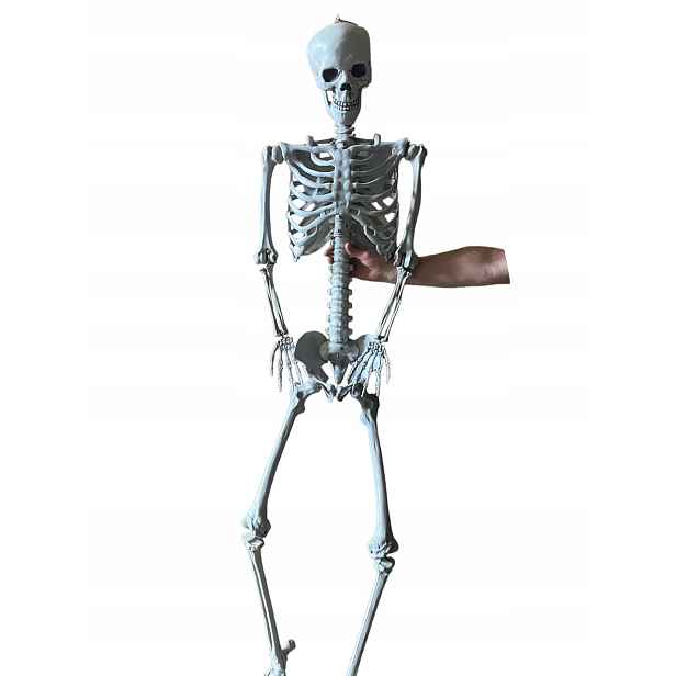 Anatomický model kostry člověka Resteq stojící z Pvc