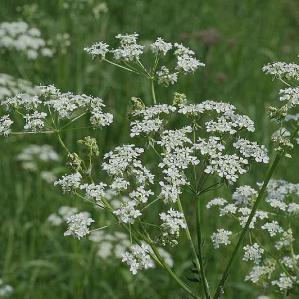 Culina Botanica Kerblík lesní