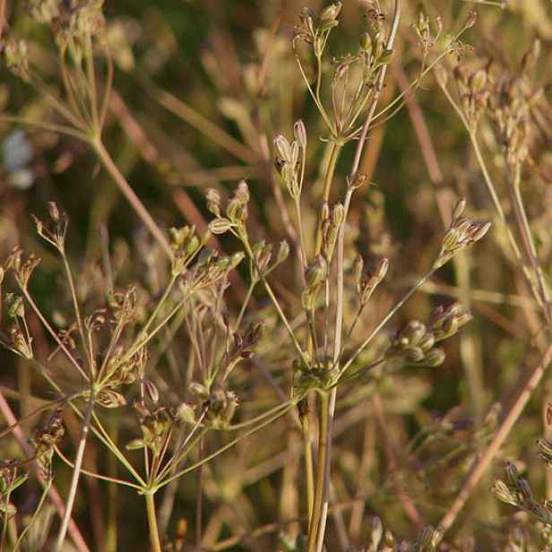 Culina Botanica Kmín kořenný