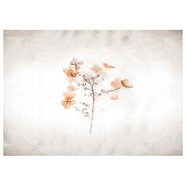 Fototapeta Hortenzie bílé jemný minimalismus elegance 416x254 lepidlo