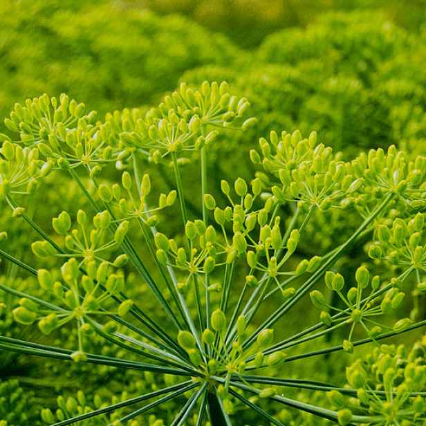 Culina Botanica Kopr vonný