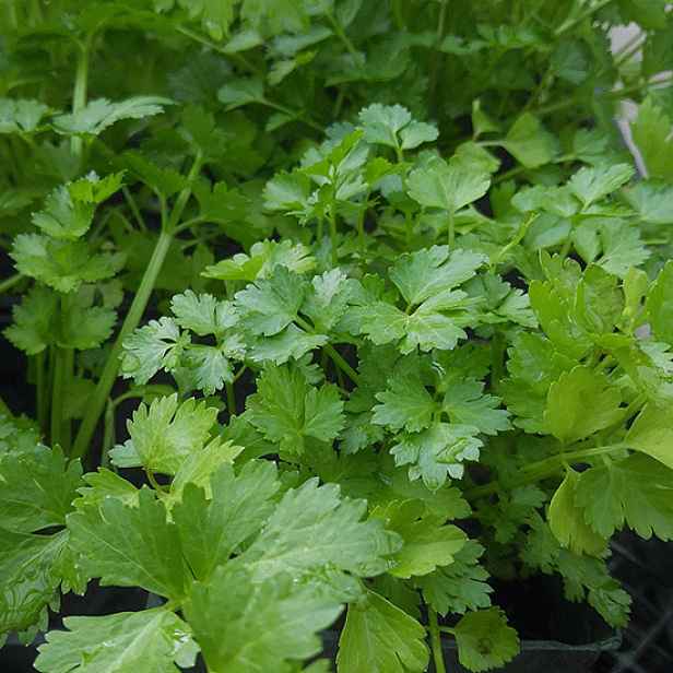 Culina Botanica Koriandr setý