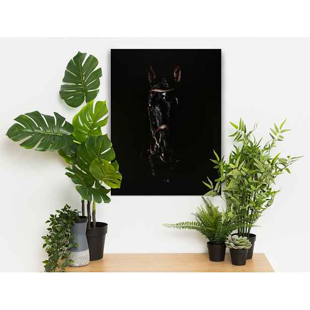 Obraz na plátně Černý hřebec, 60x80 cm