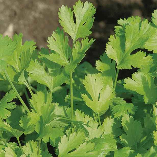 Culina Botanica Koriandr thajský