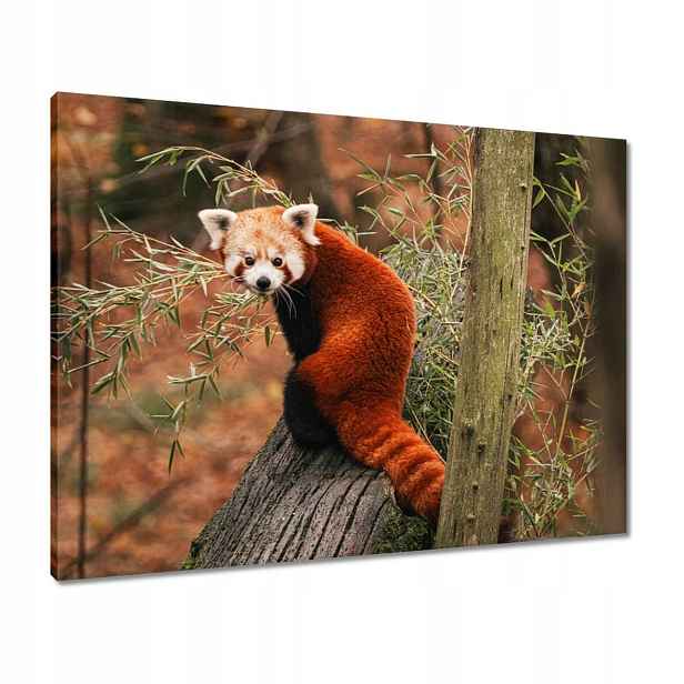 Obrazy 80x60 Pandka rudá panda malá panda červená menší