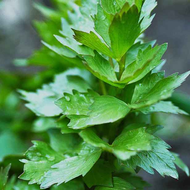 Culina Botanica Libeček lékařský