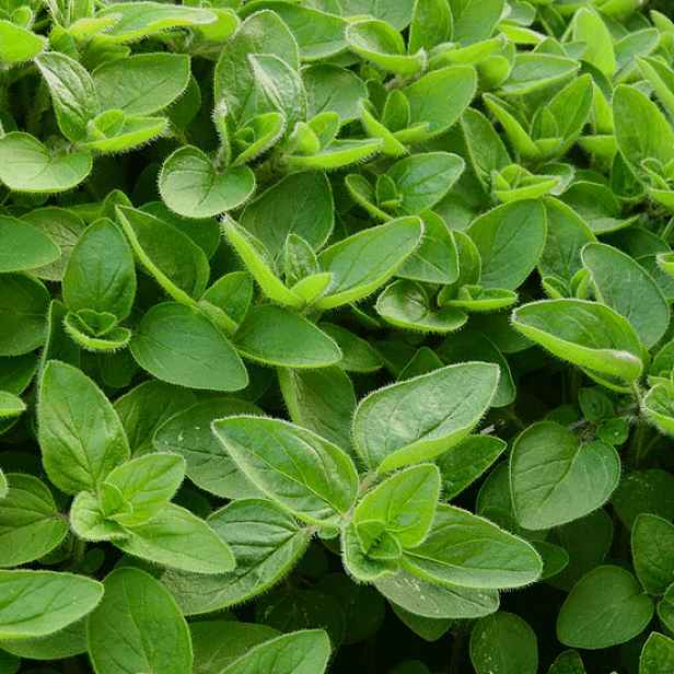 Culina Botanica Majoránka zahradní