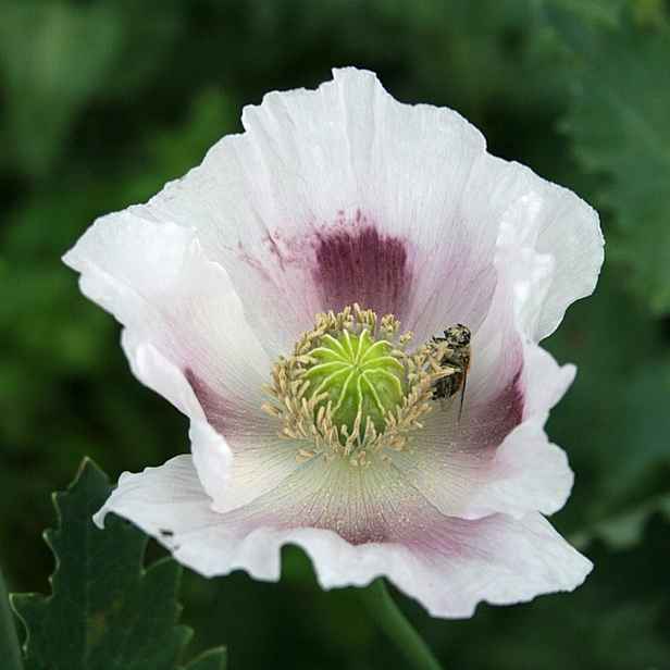 Culina Botanica Mák setý Marathon