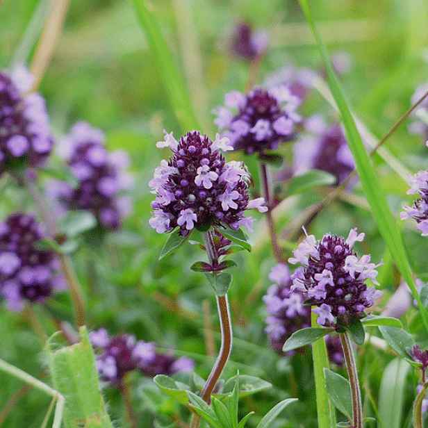 Culina Botanica Mateřídouška vejčitá