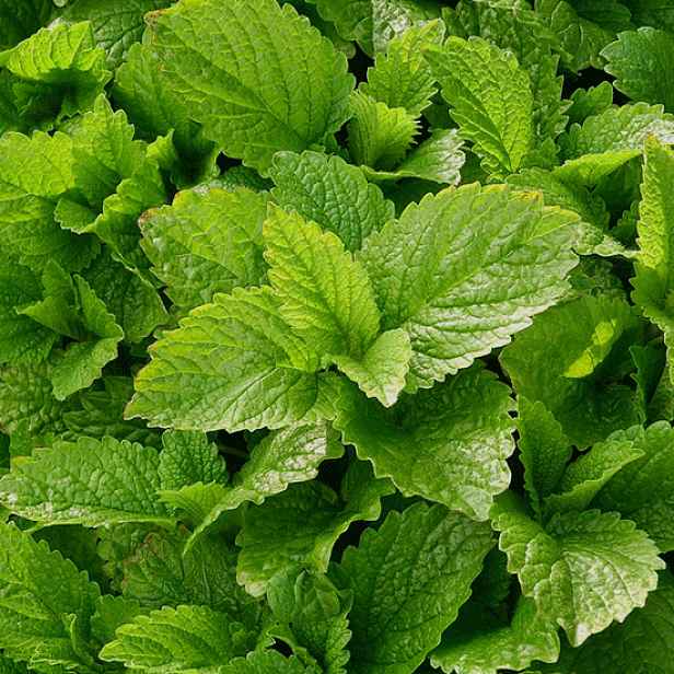 Culina Botanica Meduňka lékařská