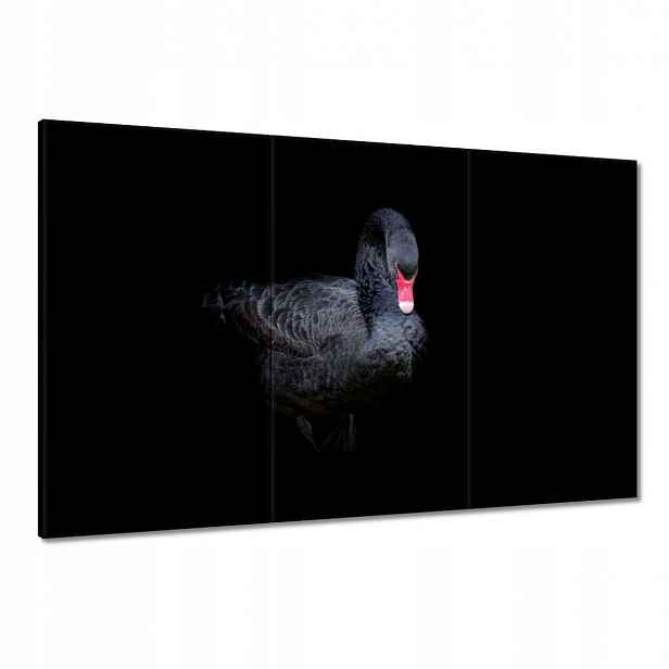 Obrazy 120x80 Krásná černá labuť