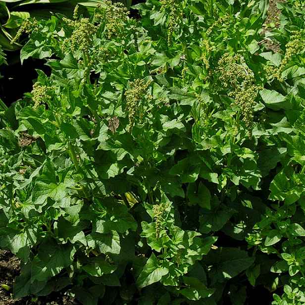 Culina Botanica Merlík Všedobr