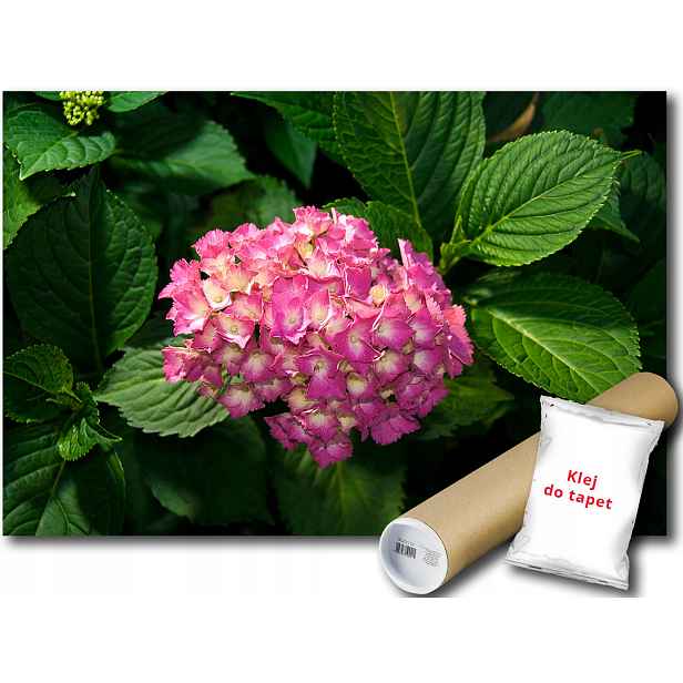 Fototapeta Květiny Peonia 9E F3XL 416x254 F1561