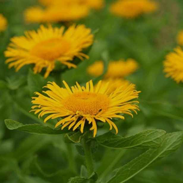 Culina Botanica Oman pravý
