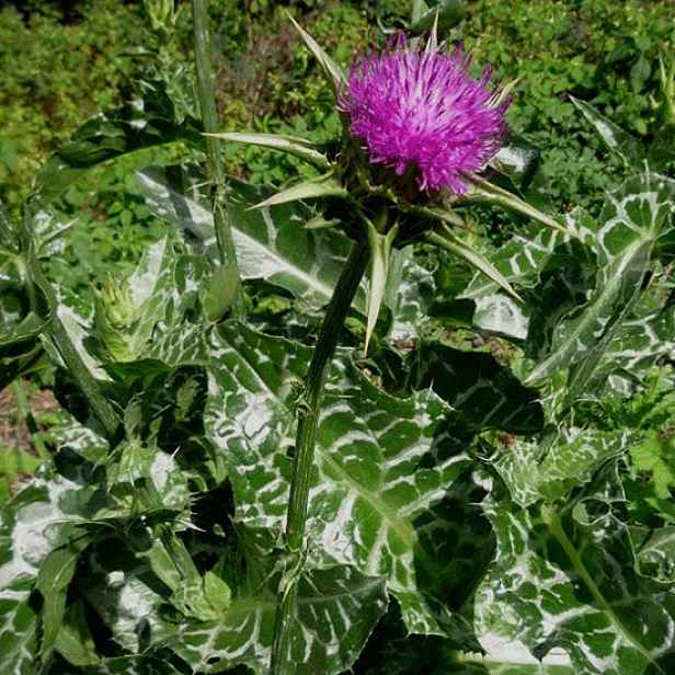 Culina Botanica Ostropestřec mariánský